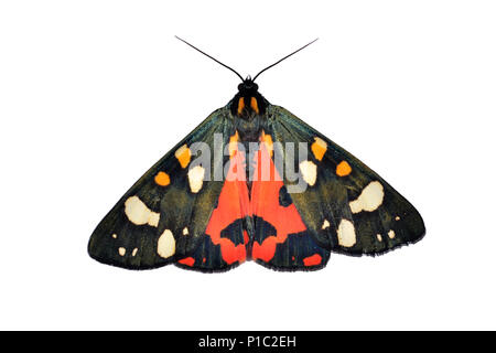 Scarlet Tiger Moth - Callimorpha dominula Foto Stock