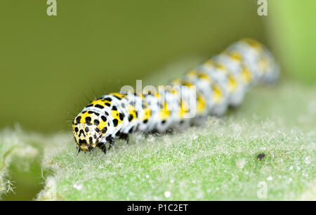 Mullien Moth caterpillar - Cucullia verbasci Foto Stock