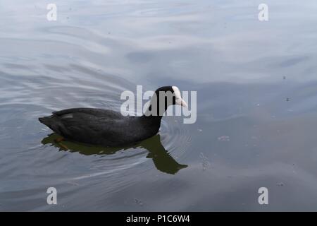 Coot sul lago, bird a una nuotata in un lago Foto Stock