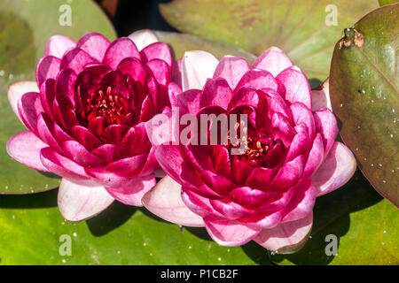 Due fiori rosa di giglio di acqua dura nel laghetto del giardino d'acqua, giardino di giglio d'acqua Foto Stock