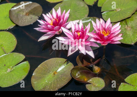 Una rosa Hardy giglio di acqua in un laghetto in giardino Foto Stock