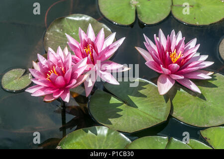 Una rosa Hardy acqua giglio fiori in acqua, del laghetto in giardino Foto Stock
