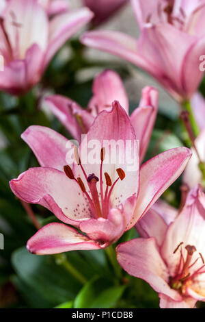 Lilium 'Confetti Joy' gigli asiatici, fiore rosa Lilium, pianta di fiori di giglio in giardino Foto Stock
