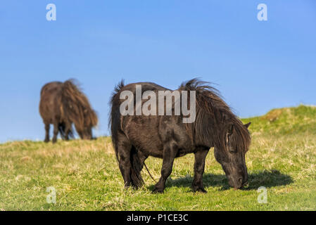 Due nero pony Shetland pascolare nei prati sulle isole Shetland, Scotland, Regno Unito Foto Stock