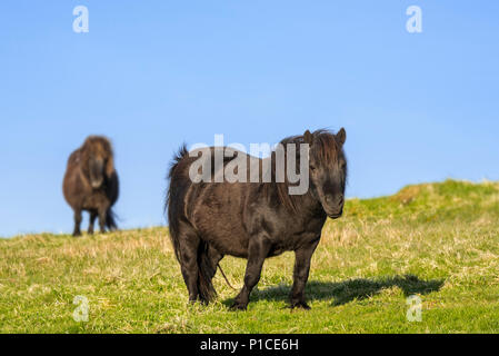 Due nero pony Shetland in pascoli sulle isole Shetland, Scotland, Regno Unito Foto Stock