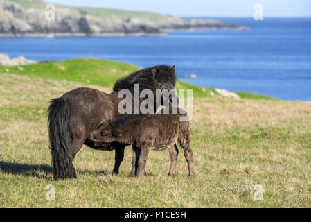 Nero pony Shetland mare nursing puledro in prati lungo la costa su isole Shetland, Scotland, Regno Unito Foto Stock
