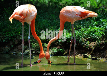 Qingdao, Qingdao, Cina. 12 Giugno, 2018. Qingdao, CINA-fenicotteri a Qingdao Forest Wildlife World a Qingdao, Cina orientale della provincia di Shandong. Credito: SIPA Asia/ZUMA filo/Alamy Live News Foto Stock