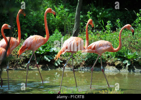 Qingdao, Qingdao, Cina. 12 Giugno, 2018. Qingdao, CINA-fenicotteri a Qingdao Forest Wildlife World a Qingdao, Cina orientale della provincia di Shandong. Credito: SIPA Asia/ZUMA filo/Alamy Live News Foto Stock