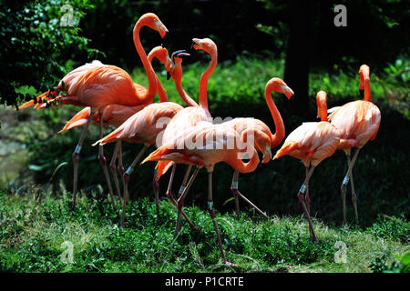 Qingdao, Qingdao, Cina. 12 Giugno, 2018. Qingdao, CINA-fenicotteri a Qingdao Forest Wildlife World a Qingdao, Cina orientale della provincia di Shandong. Credito: SIPA Asia/ZUMA filo/Alamy Live News Foto Stock