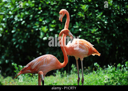 Qingdao, Qingdao, Cina. 12 Giugno, 2018. Qingdao, CINA-fenicotteri a Qingdao Forest Wildlife World a Qingdao, Cina orientale della provincia di Shandong. Credito: SIPA Asia/ZUMA filo/Alamy Live News Foto Stock