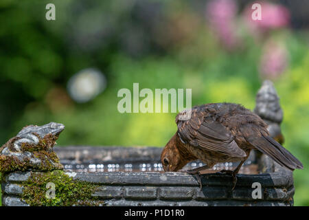 11 Giugno 2018 - Femmina blackbird gode dell'acqua fresca di una famiglia giardino Bagno uccelli e ha un drink nel caldo e soleggiato Foto Stock