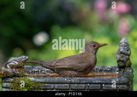 11 Giugno 2018 - Femmina blackbird gode dell'acqua fresca di una famiglia giardino Bagno uccelli e ha una vasca da bagno caldo e soleggiato Foto Stock