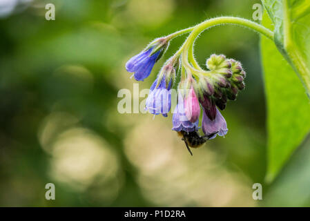 Un'ape sul fiore di una pianta comfrey Foto Stock