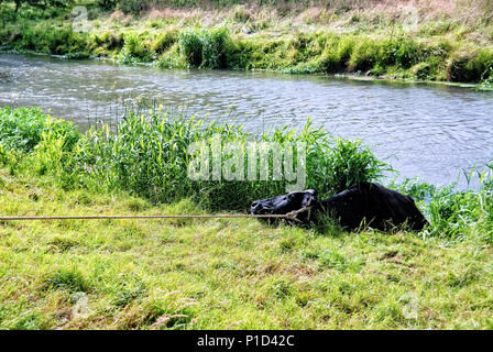 Una vacca Frisone in un fiume Foto Stock