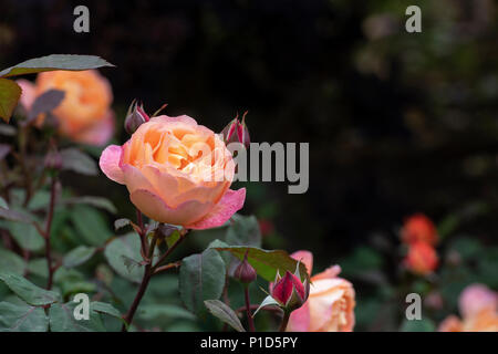 Rosa Lady Emma Hamilton Ausbrother "". Inglese rosa ad arbusto Foto Stock