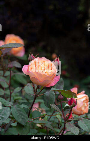 Rosa Lady Emma Hamilton Ausbrother "". Inglese rosa ad arbusto Foto Stock