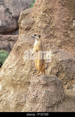 Meerkat Foto Stock