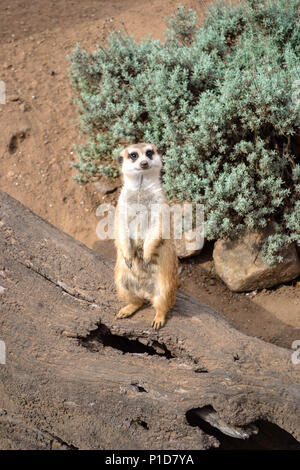 Meerkat Foto Stock
