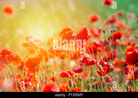 Fiore di papavero o Papaver rhoeas papavero con la luce Foto Stock