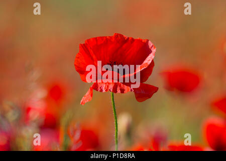 Fiore di papavero o Papaver rhoeas papavero con la luce Foto Stock