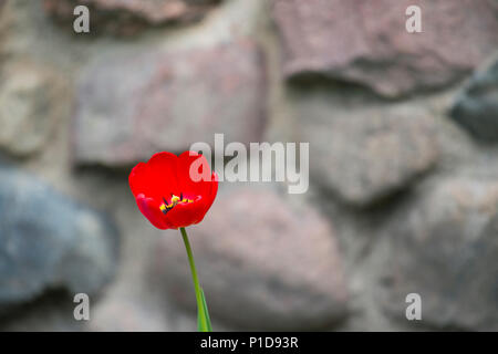 Chiusura del singolo red tulip con pietra sfocata sullo sfondo. Spazio per il testo. Foto Stock