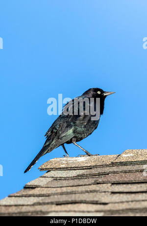 Voce maschile Brewer's Blackbird; Euphagus cyanocephalus; central Colorado; USA Foto Stock