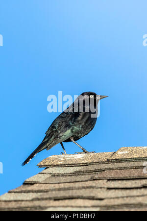 Voce maschile Brewer's Blackbird; Euphagus cyanocephalus; central Colorado; USA Foto Stock