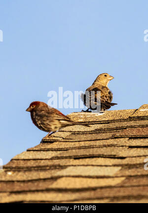 Canzone passeri; Melospiza melodia; Passeriformes; Passerellidae; appollaiato su un tetto; central Colorado; USA Foto Stock