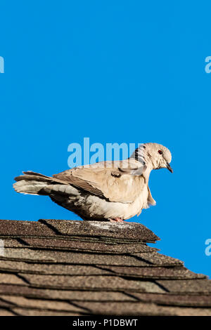 Eurasian Collared-Dove; anello-colomba a collo alto; Streptopelia capicola; Capo Tortora; half-colomba a collare; central Colorado; USA Foto Stock