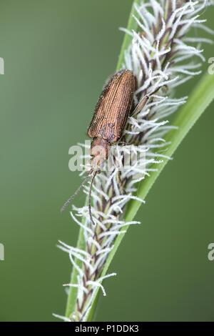 Coleottero Reed, Donacia bicolor Foto Stock