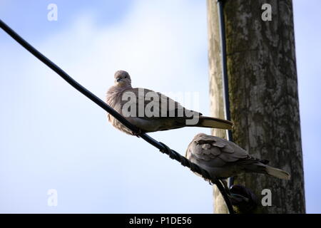 Una coppia di colombe a collare seduto su un cavo elettrico preening se stessi alla fine della giornata. Foto Stock