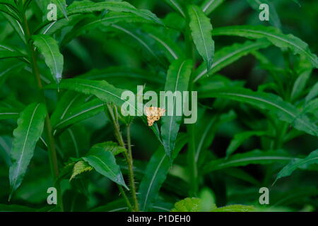 Un giallo maculato moth seduto su Willowherb in un bosco di impostazione. Foto Stock