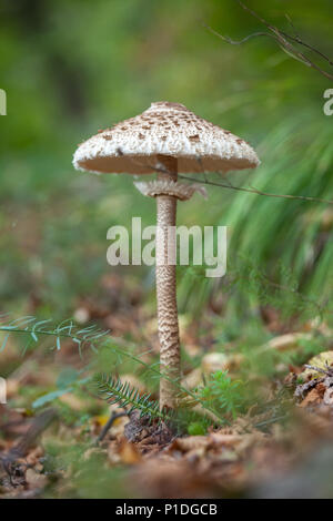 Bacchetta, Macrolepiota procera, grande fungo commestibile. Abruzzo, Italia, Europa Foto Stock