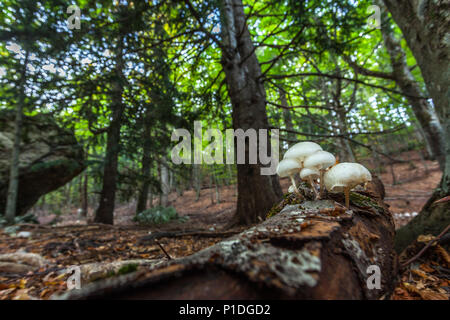 Mucidula Mucida fungo Foto Stock