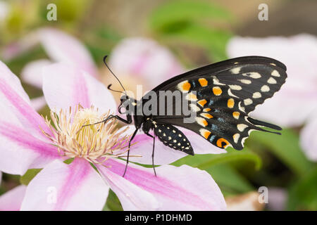 Vista ventrale di un bel maschio nero orientale a farfalla a coda di rondine su un clematide fiore Foto Stock