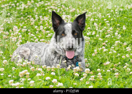 Bianco e nero Texas Heeler dog giacente in una soleggiata patch di trifoglio, guardando il visore Foto Stock