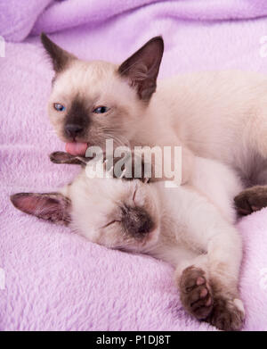 Siamese gattino leccare la sorella orecchio mentre dorme su un viola plaid in pile Foto Stock