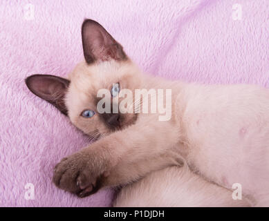 Adorabili Gattini siamese giacente su una coperta di porpora, guardando verso l'alto Foto Stock