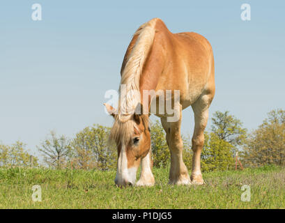 Progetto belga cavallo al pascolo su un soleggiato pascolo a molla, con il cielo limpido Foto Stock