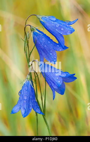 Harebell comune, Campanula rotundifolia, Canmore, Alberta, Canada Foto Stock