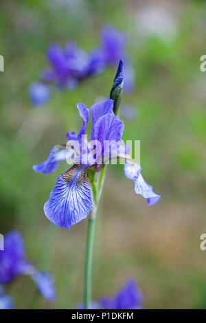 IRIS SIBIRICA 2018 Foto Stock
