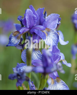 IRIS SIBIRICA 2018 Foto Stock