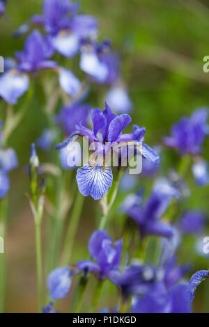 IRIS SIBIRICA 2018 Foto Stock