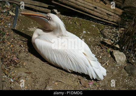 Great White pelican (Pelecanus onocrotalus) bird - Zoo di Napoli, Italia Foto Stock
