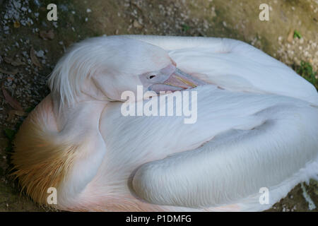 Great White pelican (Pelecanus onocrotalus) bird - Zoo di Napoli, Italia Foto Stock