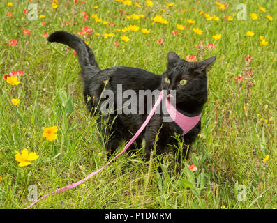 Gatto nero al guinzaglio in un colorato prato primavera con fiori Foto Stock