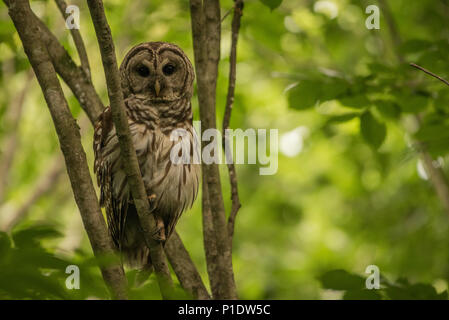 Un sbarrate allocco (Strix varia) da Est a Nord Carolina, questi uccelli si trovano in crescita vecchie foreste di latifoglie e sono più attivi di notte. Foto Stock