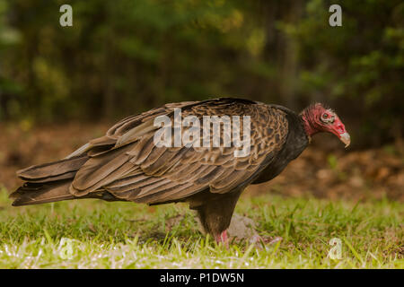 Una Turchia di scavenging del vulture uno scoiattolo morto, questi avvoltoi sono i più comuni del nuovo mondo vulture specie. Foto Stock