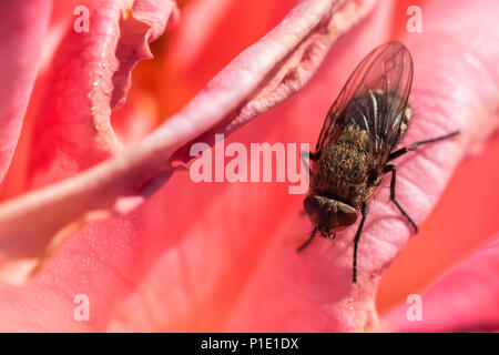 Il cluster comune vola Pollenia rudis su un pedale rosa. Foto Stock