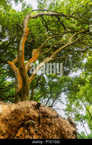 Il leccio albero a vaporizzatori punto lungo Highcliffe Beach, Dorset, England, Regno Unito Foto Stock